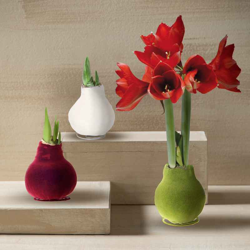 Velvet Amaryllis Wax Bulb - Set of 3